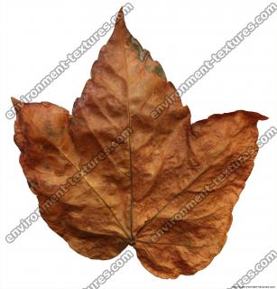 Leaves Dead 0046